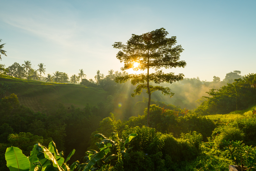 Sunrise landscape representing sustainable leadership growth, long term development, and organizational transformation by Pinnacle Paths.